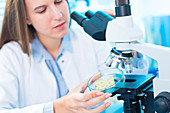 Young woman in food quality control laboratory