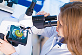 Woman looking at kiwi fruit under microscope