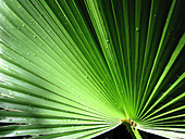 Mexican fan palm (Washingtonia robusta)