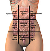 Regions of the abdomen, illustration