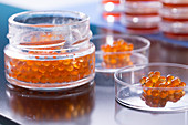 Caviar in petri dishes
