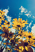 Aster flowers against sky