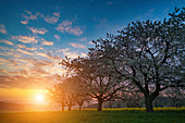 Trees in blossom at sunrise