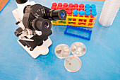 Laboratory microscope and petri dishes