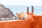 Red cat on a red wall, Fuerteventura, Canary Islands