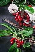 Bunch of cherry tree with vintage scissors and white mug over black