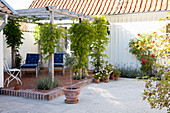 Seating area on terrace below climber-covered pergola in courtyard