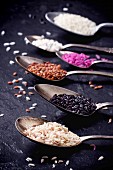 Various types of rice on spoons