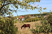 A horse in a paddock along the Luther Trail, Thuringia, Germany