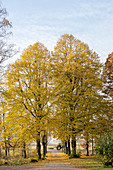 Von Bäumen gesäumter Weg im Herbst