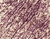 Microtubules in a dendrite, TEM