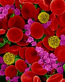 Red blood cells, T lymphocytes and activated platelets, SEM