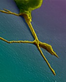 Growth cone from a developing neuron, SEM