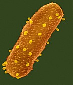 Bacteriophages attacking Escherichia coli, SEM