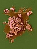 Human dendritic cell, SEM