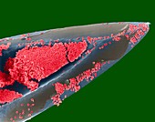 Hypodermic needle with blood, SEM