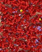 Human red blood cells, T lymphocyte and platelets, SEM