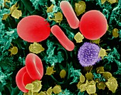 Red blood cells, T lymphocyte, platelets, SEM