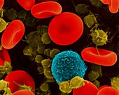 Red blood cells, T lymphocyte and platelets, SEM