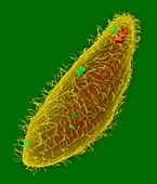 Ciliated protozoan (Tetrahymena thermophila), SEM
