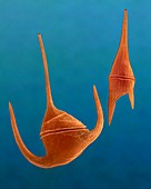 Marine dinoflagellates (Ceratium spp.), SEM