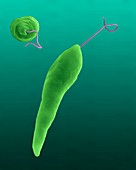 Euglena gracilis, flagellated green alga, SEM