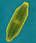 Fresh water pennate diatom (Navicula sp.), SEM
