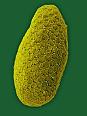 Pyramimonas sp., marine, scaled, green alga, SEM