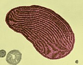Chloroplast from red alga (Griffthsia sp.), TEM