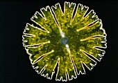 Green alga, desmid (Micrasterias sp.), LM