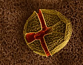 Armoured Dinoflagellate (Peridinium sp.), SEM