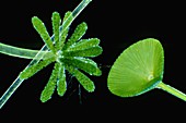 Green algae (Acetabularia species), LM