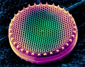 Diatom frustule (centric), SEM