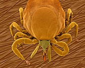 Deer tick (Ixodes scapularis), SEM