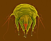 Sheep scab mite (Psoroptes ovis), SEM