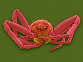 Crab spider (Misumena vatia), SEM