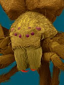 Diving bell spider (Argyroneta aquatica), SEM