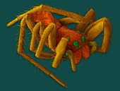 Wolf spider (Hogna carolinensis), SEM