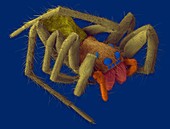 Wolf spider (Hogna carolinensis), SEM