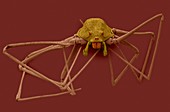 Spitting spider (Scytodes thoracica), SEM