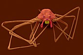 Spitting spider (Scytodes thoracica), SEM