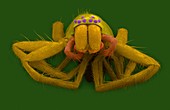 Riparin sac spider (Clubiona riparia), SEM