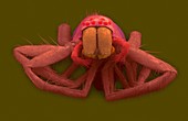 Riparin sac spider (Clubiona riparia), SEM