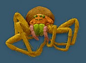 White-banded fishing spider, SEM