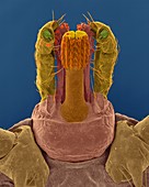 Lone star tick head (Amblyomma americanum), SEM