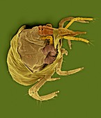 Pasture snout mite moulting, SEM