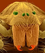 Brown recluse spider (Loxosceles reclusa), SEM