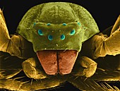 Crab spider (Misumena vatia), SEM