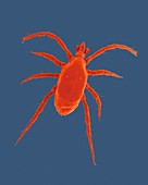 Red spider mite (Tetranychus telarius), SEM