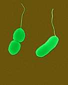 Vibrio parahaemolyticus, rod prokaryote, SEM